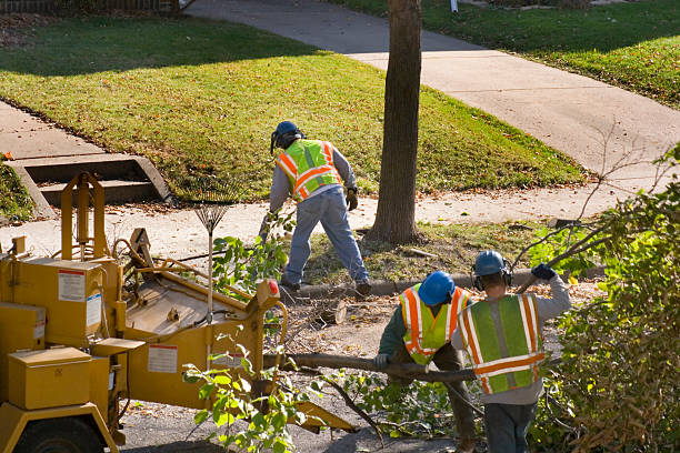 Best Tree Preservation Services  in Leland, MS